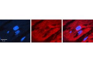 Rabbit Anti-IRF2 Antibody   Formalin Fixed Paraffin Embedded Tissue: Human heart Tissue Observed Staining: Cytoplasmic Primary Antibody Concentration: 1:100 Other Working Concentrations: N/A Secondary Antibody: Donkey anti-Rabbit-Cy3 Secondary Antibody Concentration: 1:200 Magnification: 20X Exposure Time: 0. (IRF2 antibody  (N-Term))