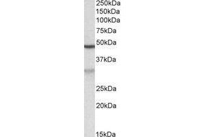 Western Blotting (WB) image for anti-MOB Kinase Activator 2 (MOB2) (Internal Region) antibody (ABIN2464909) (MOB2 antibody  (Internal Region))