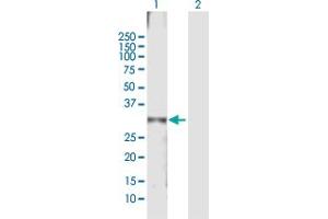 Western Blot analysis of KCTD4 expression in transfected 293T cell line by KCTD4 MaxPab polyclonal antibody.