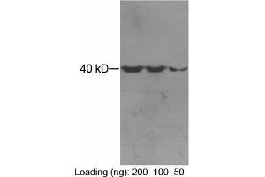 Loading: Purified maltose binding proteinPrimary antibody: 1 µg/mL Mouse Anti-MBP-tag Monoclonal Antibody (ABIN398421) Secondary antibody: Goat Anti-Mouse IgG (H&L) [HRP] Polyclonal Antibody (ABIN398387, 1: 3,000) The signal was developed by ECL. (MBP Tag antibody)