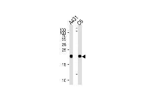 NRAS Antibody (N-term) (ABIN1882272 and ABIN2838450) western blot analysis in A431 and rat C6 cell line lysates (35 μg/lane). (GTPase NRas antibody  (N-Term))