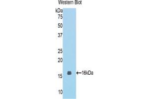 Western blot analysis of the recombinant protein. (MGEA5 antibody  (AA 679-808))