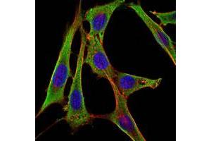 Immunofluorescence analysis of NIH/3T3 cells using FGG monoclonal antibody, clone 5A6  (green) . (FGG antibody)