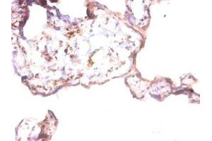 Immunohistochemistry of paraffin-embedded human placenta tissue using ABIN7144088 at dilution of 1:50 (Angiopoietin 1 antibody  (AA 16-498))