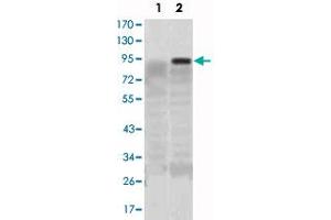 Western blot analysis using KLF4 monoclonal antibody, clone 1E6  against HEK293 (1) and KLF4-hIgGFc transfected HEK293 (2) cell lysate. (KLF4 antibody)