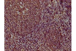 IHC image of ABIN7164680 diluted at 1:100 and staining in paraffin-embedded human tonsil tissue performed on a Leica BondTM system. (PDCD1LG2 antibody  (AA 21-118))