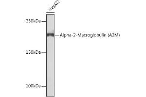 Western blot analysis of extracts of HepG2 cells, using Alpha-2-Macroglobulin (Alpha-2-Macroglobulin (M)) Rabbit mAb (ABIN7265558) at 1:1000 dilution. (alpha 2 Macroglobulin antibody)