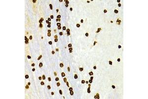 Immunohistochemistry of paraffin-embedded Rat brain using DiMethyl-Histone H3-K27 antibody. (Histone 3 antibody  (H3K27me))