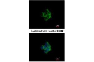 Immunofluorescence (IF) image for anti-NADH Dehydrogenase (Ubiquinone) 1 alpha Subcomplex, 10, 42kDa (NDUFA10) (Center) antibody (ABIN2856963)