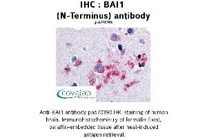 Image no. 1 for anti-Brain-Specific Angiogenesis Inhibitor 1 (BAI1) (N-Term) antibody (ABIN1732202)