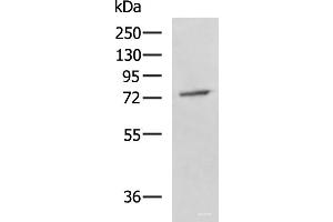 Western blot analysis of A549 cell lysate using GPCPD1 Polyclonal Antibody at dilution of 1:800