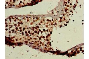 Immunohistochemistry of paraffin-embedded human testis tissue using ABIN7145258 at dilution of 1:100 (BANF1 antibody  (AA 2-89))