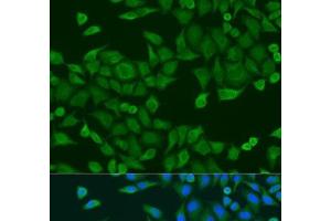 Immunofluorescence analysis of U2OS cells using RPS27A Polyclonal Antibody at dilution of 1:100. (RPS27A antibody)
