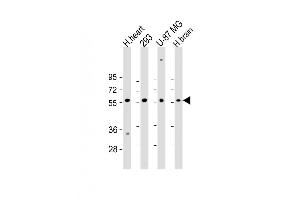 Western Blot at 1:2000 dilution Lane 1: H. (ENTPD2 antibody  (N-Term))