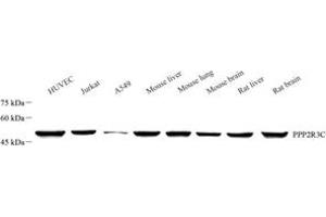 Western blot analysis of PPP2R3C (ABIN7075280) at dilution of 1: 1000 (PPP2R3C antibody)