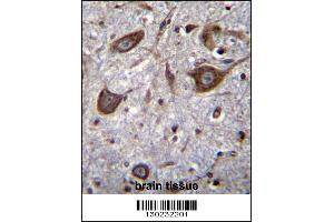 GRIA4 Antibody immunohistochemistry analysis in formalin fixed and paraffin embedded human brain tissue followed by peroxidase conjugation of the secondary antibody and DAB staining. (GRIA4 antibody  (AA 296-325))