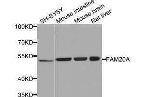 Western blot analysis of extracts of various cells, using FAM20A antibody. (FAM20A antibody)