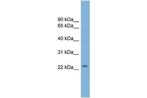 WB Suggested Anti-GRPEL1 Antibody Titration:  0. (GRPEL1 antibody  (N-Term))
