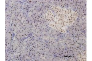 Immunoperoxidase of monoclonal antibody to FOXA2 on formalin-fixed paraffin-embedded human pancreas. (FOXA2 antibody  (AA 363-457))