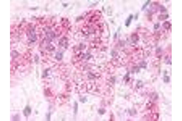 G Protein-Coupled Receptor 182 antibody  (Cytoplasmic Domain)