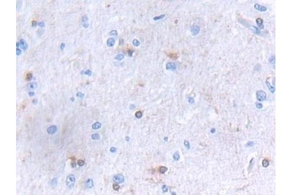 GLTP antibody  (AA 2-209)