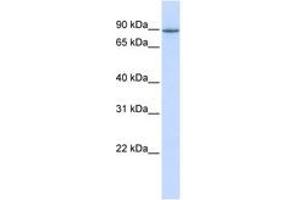 Image no. 1 for anti-OTU Domain Containing 7B (OTUD7B) (AA 612-661) antibody (ABIN6742494) (OTUD7B antibody  (AA 612-661))