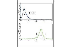 Flow cytometric analysis of WiDr cells using FGFR4 Antibody (N-term) (bottom histogram) compared to a negative control(top histogram).