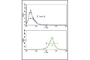 Flow cytometric analysis of WiDr cells using FGFR4 Antibody (N-term) (bottom histogram) compared to a negative control(top histogram). (FGFR4 antibody  (N-Term))