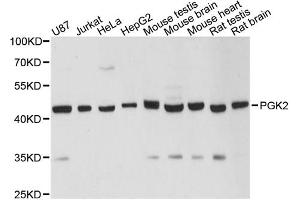 Western blot analysis of extracts of various cell lines, using PGK2 antibody. (PGK2 antibody)