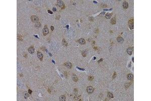 Immunohistochemistry of paraffin-embedded Rat brain using POLR2L Polyclonal Antibody at dilution of 1:200 (40x lens).