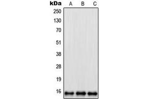 Western blot analysis of RPL35 expression in U2OS (A), HeLa (B), NIH3T3 (C) whole cell lysates. (RPL35 antibody  (Center))