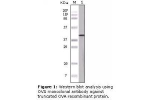 Image no. 1 for anti-Ovalbumin (OVA) antibody (ABIN305592) (Ovalbumin antibody)