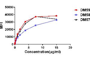 Affinity ranking of different Rabbit anti-CD27 mAb clones by titration of different concentration onto Raji cells. (Recombinant CD27 antibody  (AA 20-191))