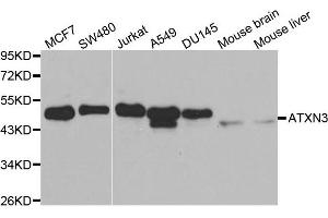 Western blot analysis of extracts of various cell lines, using ATXN3 antibody. (Ataxin 3 antibody  (AA 1-364))