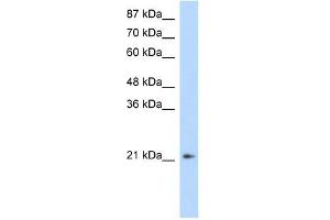 FERD3L antibody (20R-1112) used at 0. (FERD3L antibody  (N-Term))