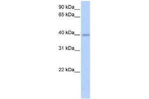 WB Suggested Anti-IZUMO1 Antibody Titration:  0. (IZUMO1 antibody  (C-Term))
