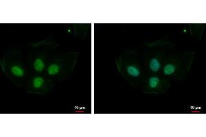 ICC/IF Image PRPS1L1 antibody detects PRPS1L1 protein at nucleus by immunofluorescent analysis. (PRPS1L1 antibody)