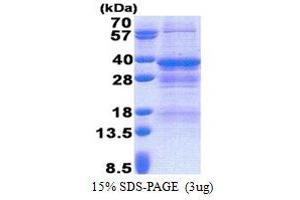 SDS-PAGE (SDS) image for Nuclear Receptor Binding Factor 2 (NRBF2) (AA 45-287) protein (His tag) (ABIN6387285)