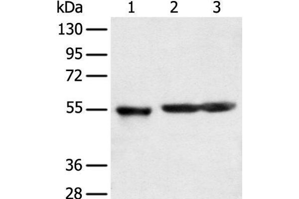 KCTD16 抗体