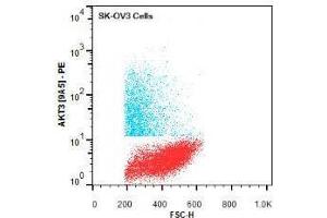 Flow Cytometry (FACS) image for anti-V-Akt Murine Thymoma Viral Oncogene Homolog 3 (Protein Kinase B, Gamma) (AKT3) (Internal Region) antibody (PE) (ABIN5596901)