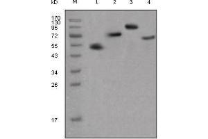 Western blot analysis using human IgG (Fc specific) mouse mAb against different fusion proteins with human IgG(Fc specific) tag. (Mouse anti-Human IgG (Fc Region) Antibody)