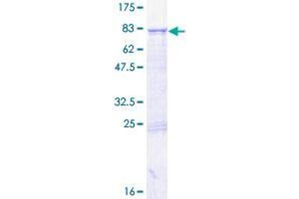 RNMTL1 Protein (AA 1-420) (GST tag)