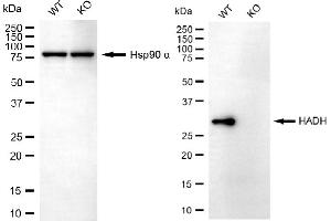 Western blotting analysis using HADH antibody (ABIN7799010). (HADH antibody)