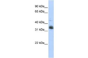 Western Blotting (WB) image for anti-Musashi Homolog 2 (MSI2) antibody (ABIN2458554) (MSI2 antibody)
