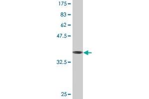 Western Blot detection against Immunogen (37. (TUFT1 antibody  (AA 241-350))