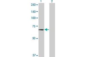 Western Blot analysis of TNIK expression in transfected 293T cell line by TNIK monoclonal antibody (M02), clone 4E4. (TNIK antibody  (AA 1-110))