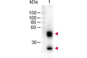 Image no. 1 for Sheep anti-Mouse IgG (Whole Molecule) antibody (HRP) (ABIN300783) (Sheep anti-Mouse IgG (Whole Molecule) Antibody (HRP))