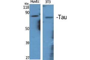 Western Blot (WB) analysis of specific cells using Tau Polyclonal Antibody.