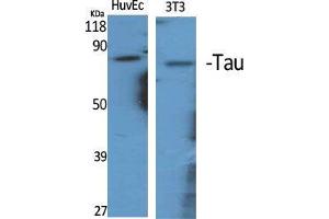Western Blot (WB) analysis of specific cells using Tau Polyclonal Antibody. (tau antibody  (Ser86))