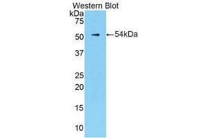 Western Blotting (WB) image for anti-Kallikrein 6 (KLK6) (AA 19-261) antibody (ABIN1859555) (Kallikrein 6 antibody  (AA 19-261))
